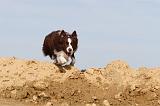 BORDER COLLIE 471